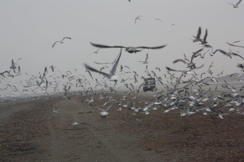 Meeuwen op Terschelling