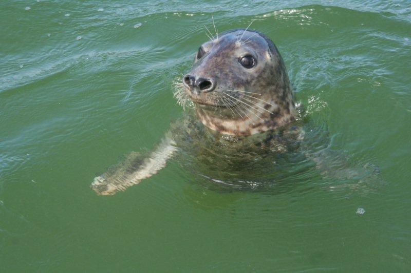 Zeehond op Terschelling