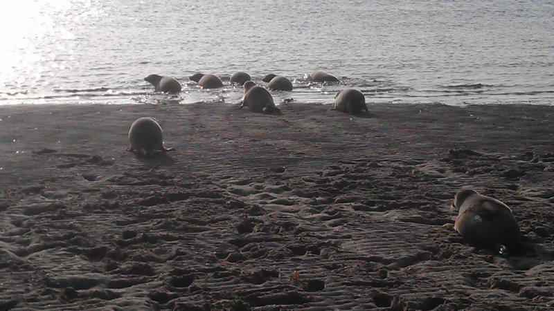 Zee en strand bij Terschelling